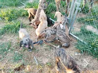 Brindle Boy 2, a male Great Dane for sale in Garfield, AR – 2 of 5