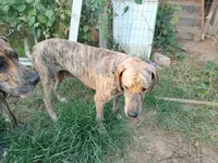 Brindle Girl 1, a female Great Dane for sale in Garfield, AR – 2 of 4