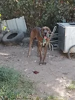 Brindle Boy Teal Collar, a male Great Dane for sale in Garfield, AR – 5 of 7