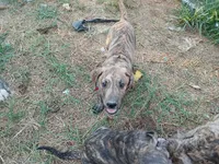 Brindle Girl 2, a female Great Dane for sale in Garfield, AR – 2 of 4