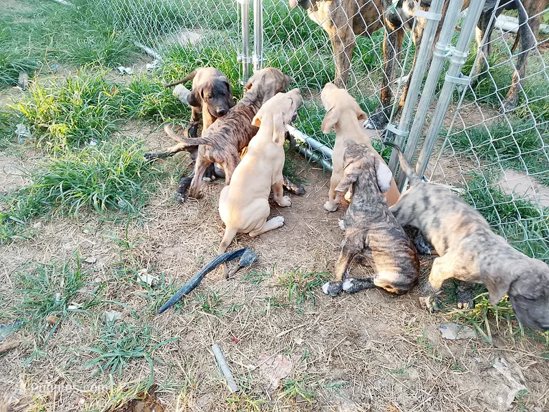 Brindle Girl 2 – Great Dane puppy for sale in Garfield, AR