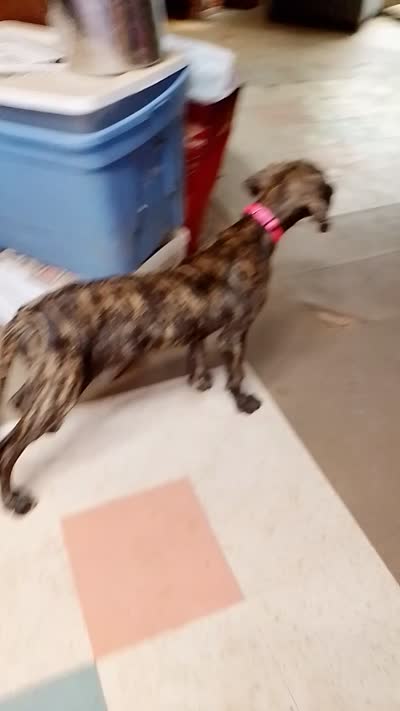 Brindle Girl Pink Collar, a female Great Dane for sale in Garfield, AR – 6 of 8