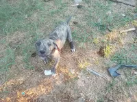 Brindle Boy 2, a male Great Dane for sale in Garfield, AR – 1 of 5
