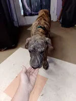 Brindle Boy Teal Collar, a male Great Dane for sale in Garfield, AR – 2 of 7