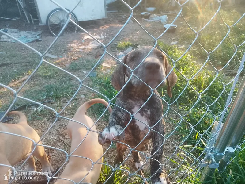 Brindle Girl 1 – Great Dane puppy for sale in Garfield, AR