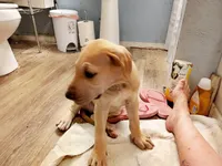 Fawn Male, a male Great Dane for sale in Garfield, AR – 3 of 5