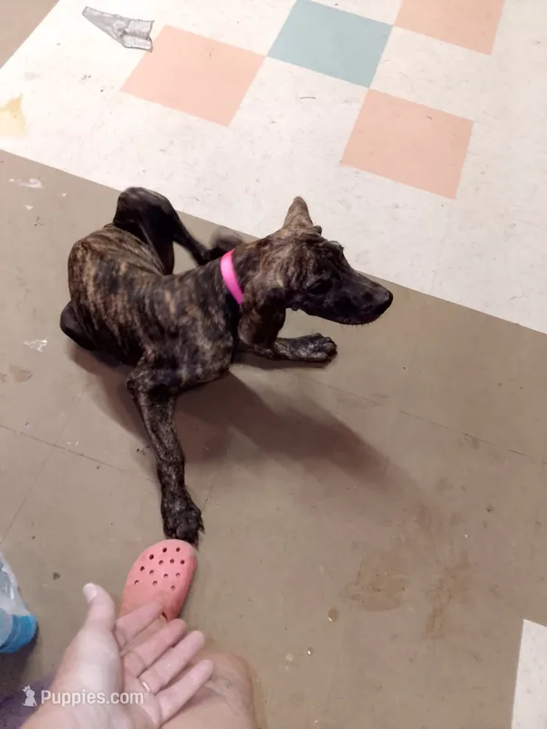 Brindle Girl Pink Collar – Great Dane puppy for sale in Garfield, AR
