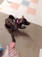 Brindle Girl Pink Collar, a female Great Dane for sale in Garfield, AR – 1 of 8