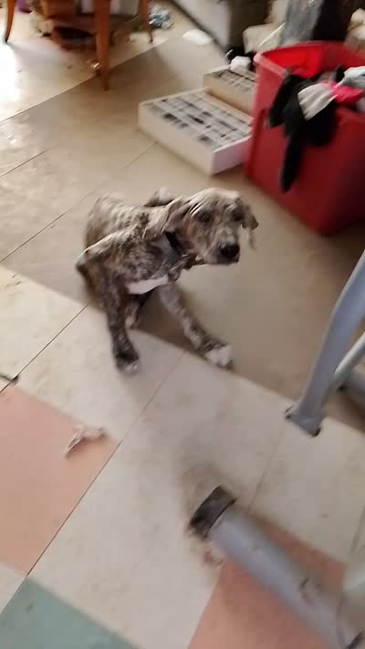 Brindle Black Collar Girl, a female Great Dane for sale in Garfield, AR – 7 of 9