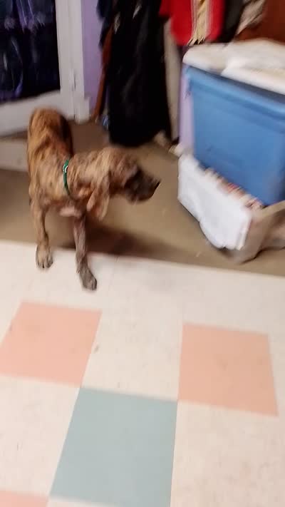 Brindle Boy Teal Collar, a male Great Dane for sale in Garfield, AR – 7 of 7