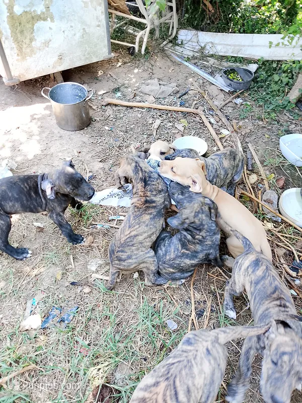Brindle Boy 1 – Great Dane puppy for sale in Garfield, AR