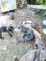 Brindle Boy 1, a male Great Dane for sale in Garfield, AR – 1 of 5