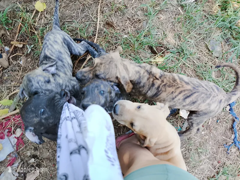 Bridle Boy 4 – Great Dane puppy for sale in Garfield, AR