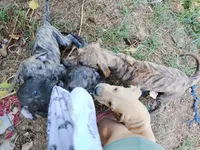 Bridle Boy 4, a male Great Dane for sale in Garfield, AR – 1 of 7