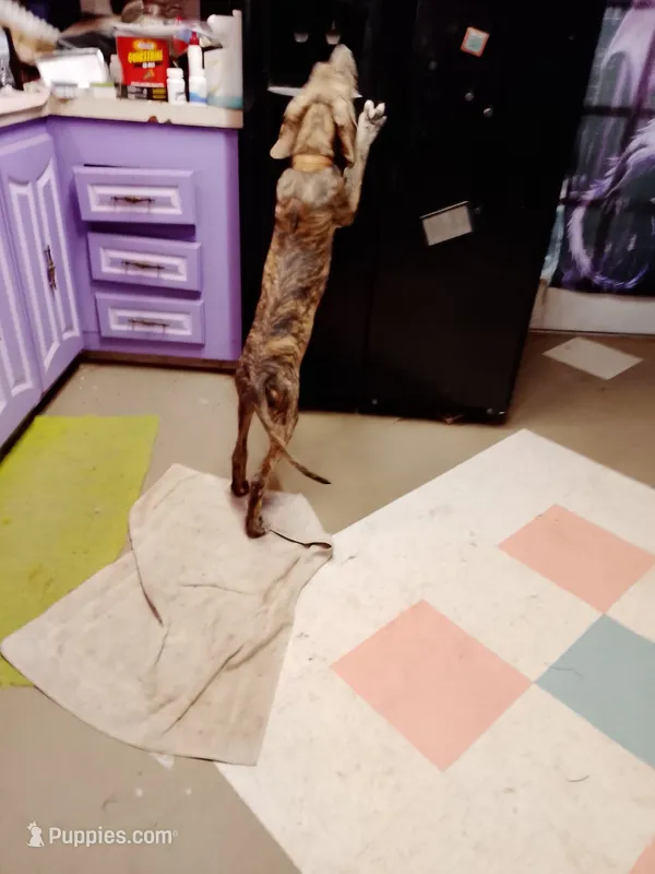Brindle Girl Peach Collar – Great Dane puppy for sale in Garfield, AR