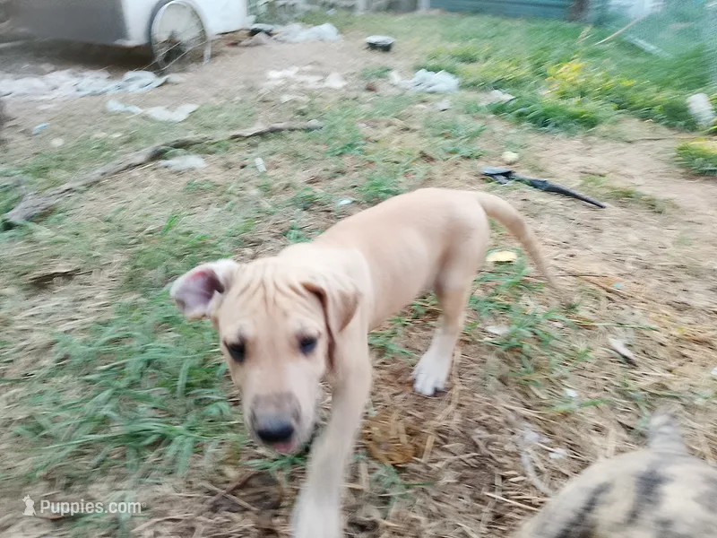 Fawn Male – Great Dane puppy for sale in Garfield, AR