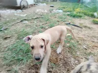 Fawn Male, a male Great Dane for sale in Garfield, AR – 1 of 5