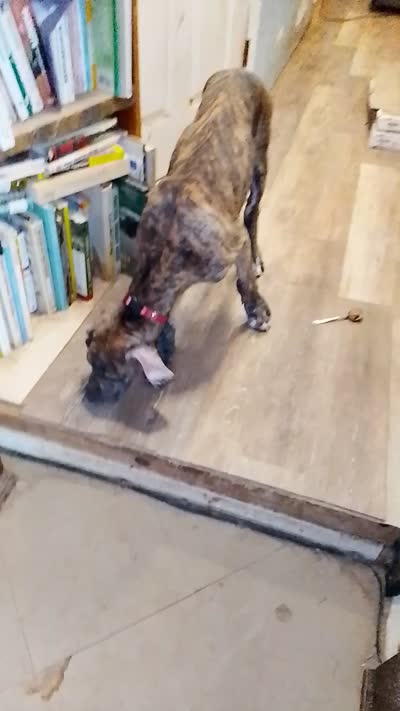 Bridle Boy Orange Collar, a male Great Dane for sale in Garfield, AR – 6 of 6