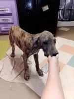 Brindle Boy Teal Collar, a male Great Dane for sale in Garfield, AR – 3 of 7