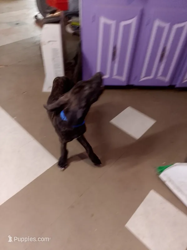 Brindle Boy Blue Collar  – Great Dane puppy for sale in Garfield, AR