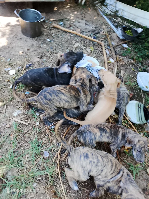 Bridle Boy 3 – Great Dane puppy for sale in Garfield, AR