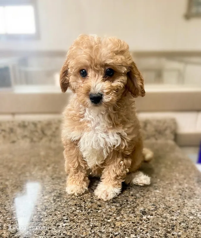 Bella – Miniature Goldendoodle puppy for sale in Arcola, IL
