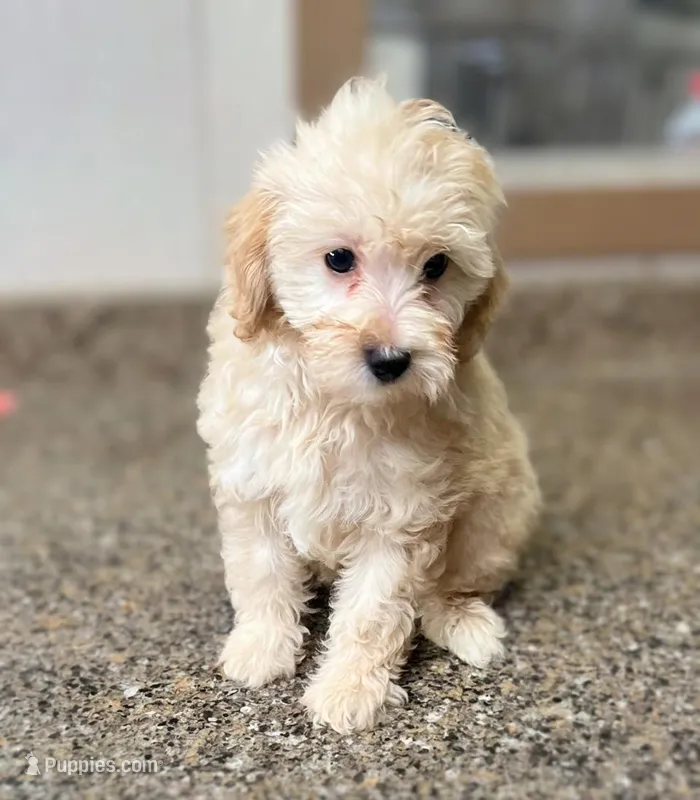 Stacy – Miniature Goldendoodle puppy for sale in Arcola, IL