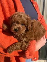 Stacy, a female Cavapoo for sale in Arcola, IL – Photo 2 of 4