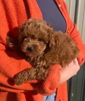 Stacy, a female Cavapoo for sale in Arcola, IL – Photo 4 of 4