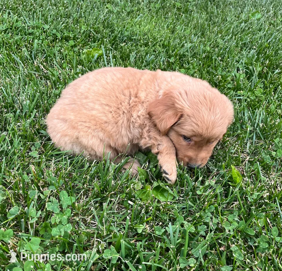 Baker, a male Golden Retriever for sale in Arcola, IL – Photo 3 of 3
