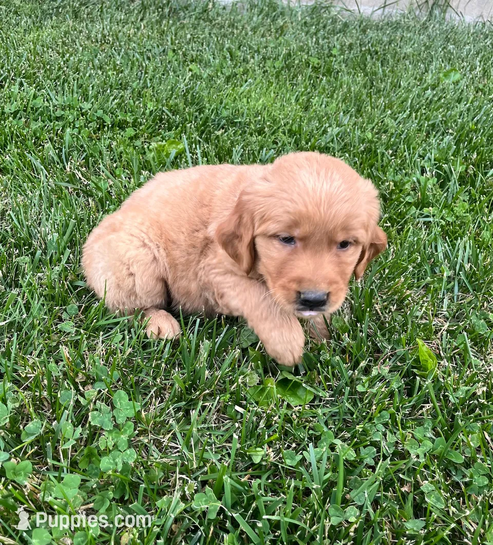 Baker, a male Golden Retriever for sale in Arcola, IL – Photo 2 of 3