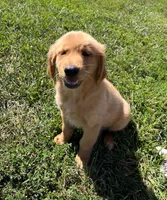 James, a male Golden Retriever for sale in Arcola, IL – Photo 1 of 3