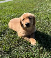 James, a male Golden Retriever for sale in Arcola, IL – Photo 3 of 3