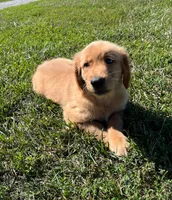 James, a male Golden Retriever for sale in Arcola, IL – Photo 2 of 3