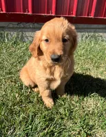 Emma, a female Golden Retriever for sale in Arcola, IL – Photo 1 of 2
