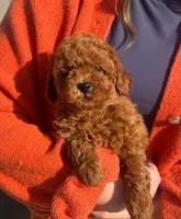 Jaxon, a male Cavapoo for sale in Arcola, IL – Photo 1 of 3