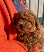 Jaxon, a male Cavapoo for sale in Arcola, IL – Photo 2 of 3