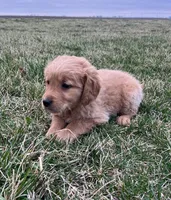 Mikey, a male Golden Retriever for sale in Arcola, IL – Photo 2 of 2