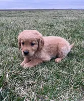 Mikey, a male Golden Retriever for sale in Arcola, IL – Photo 1 of 2