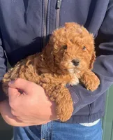 Luna, a female Cavapoo for sale in Arcola, IL – Photo 1 of 2