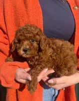 Reba, a female Cavapoo for sale in Arcola, IL – Photo 2 of 3
