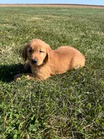 Max, a male Golden Retriever for sale in Arcola, IL – Photo 1 of 3