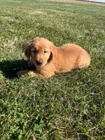 Max, a male Golden Retriever for sale in Arcola, IL – Photo 2 of 3