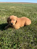 Max, a male Golden Retriever for sale in Arcola, IL – Photo 3 of 3