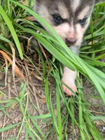 Tessa, a female Alaskan Klee Kai for sale in Hallsboro, NC – 9 of 10