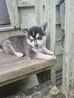 Thor, a male Alaskan Klee Kai for sale in Hallsboro, NC – 9 of 10