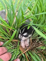 Thor, a male Alaskan Klee Kai for sale in Hallsboro, NC – 8 of 10