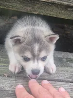 Odin, a male Alaskan Klee Kai for sale in Hallsboro, NC – 9 of 10