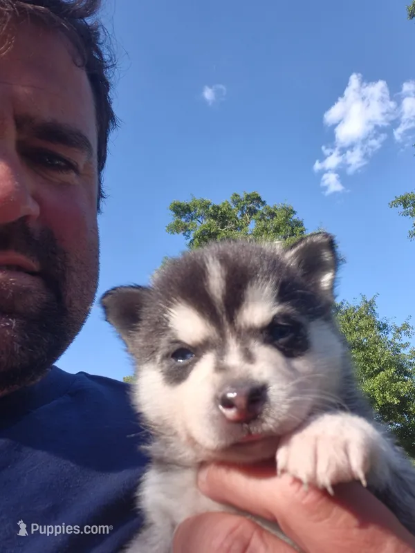 Thor – Alaskan Klee Kai puppy for sale in Hallsboro, NC