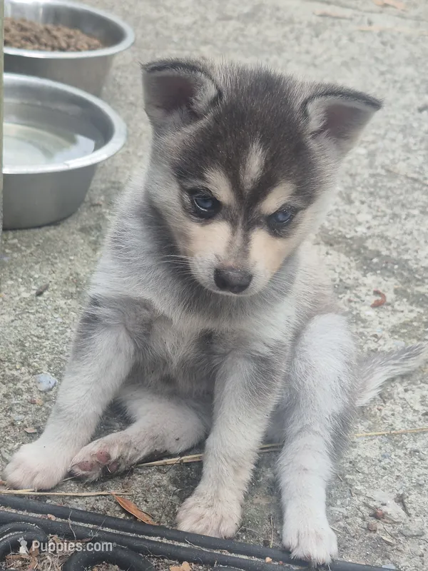 Tessa – Alaskan Klee Kai puppy for sale in Hallsboro, NC
